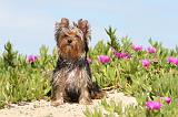 YORKSHIRE TERRIER 157